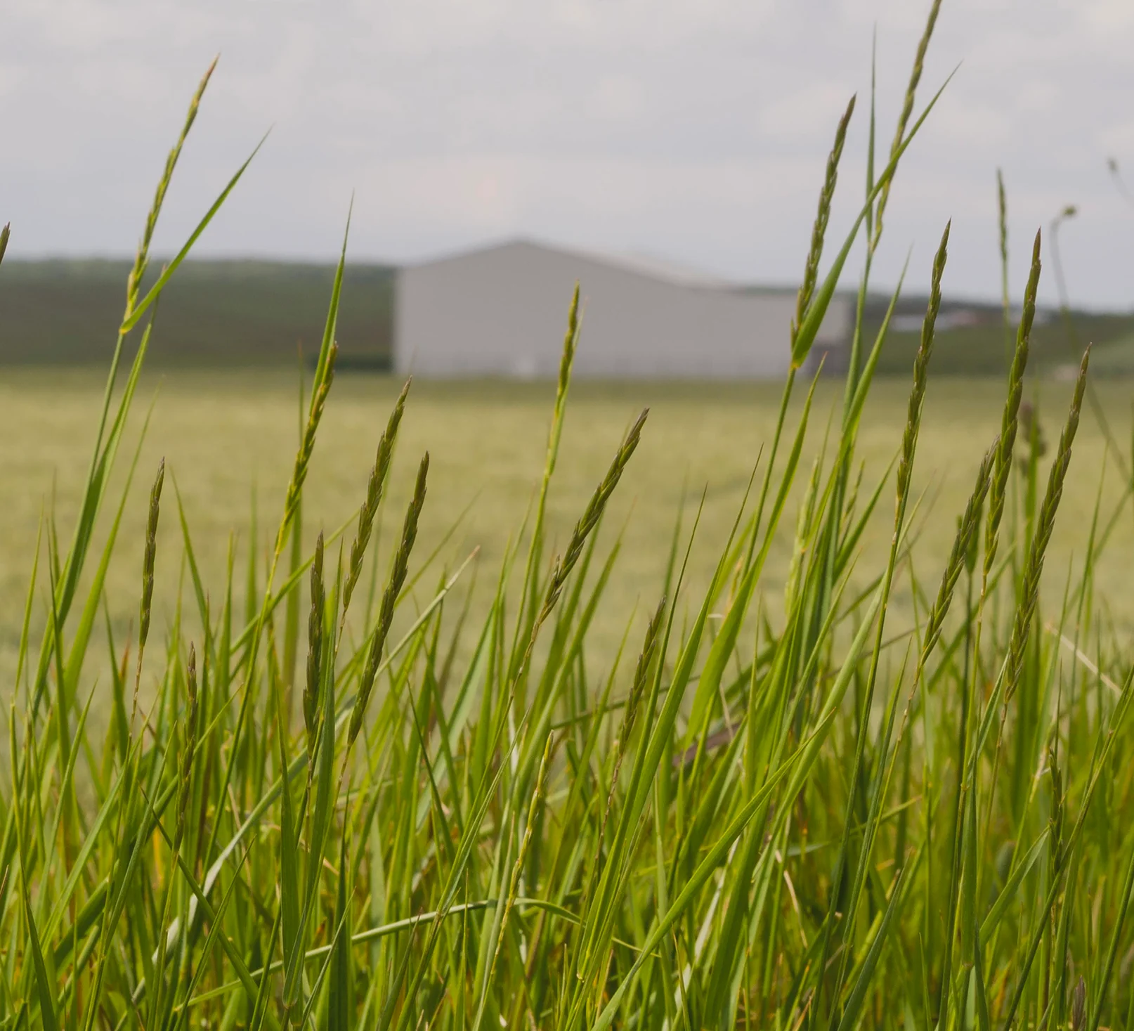 SOP fertiliser product